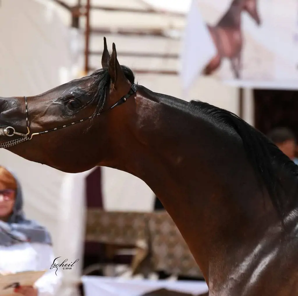 تصویر شماره 4 محصول 