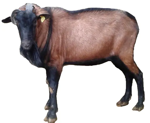 تصویر شماره 1 محصول 