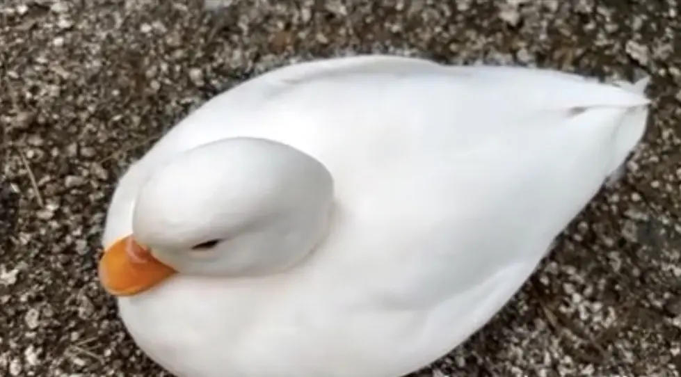 تصویر شماره 1 محصول 