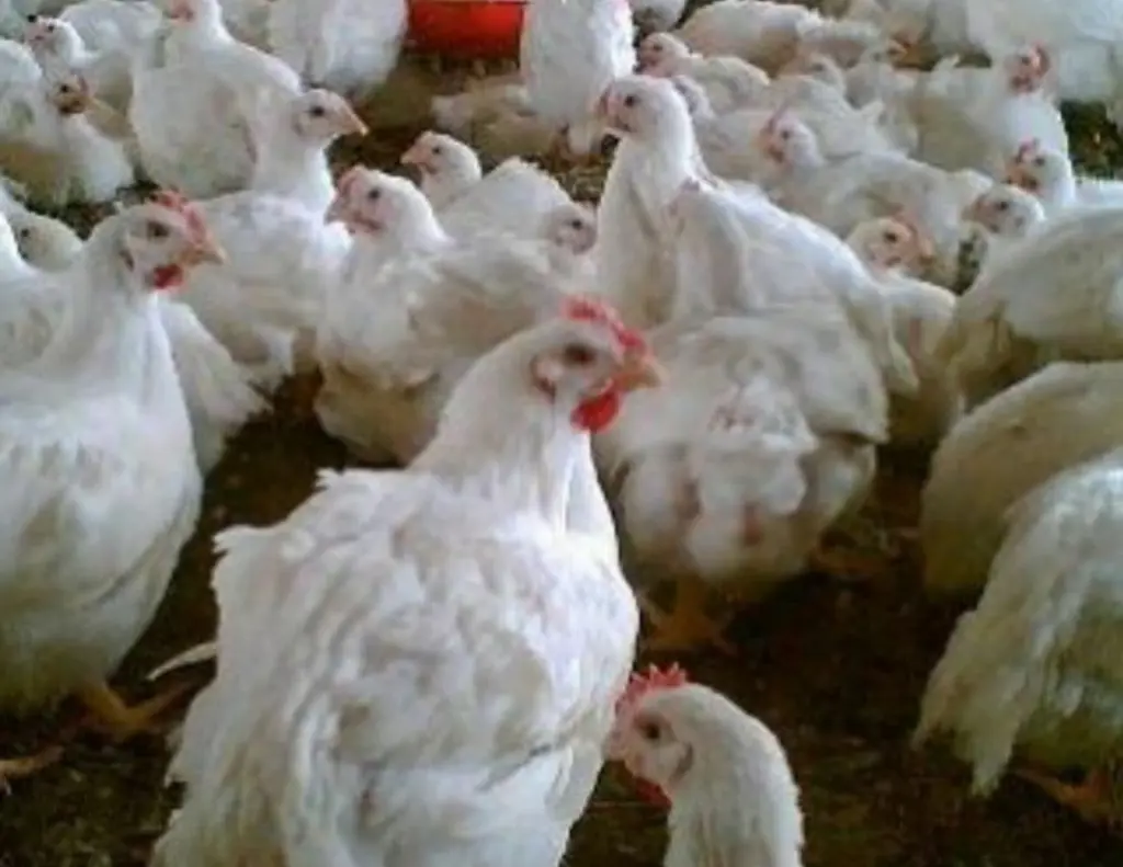 تصویر شماره 1 محصول 