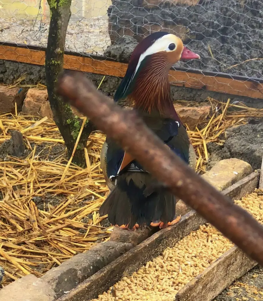 تصویر شماره 3 محصول 