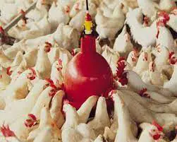 تصویر شماره 2 محصول 