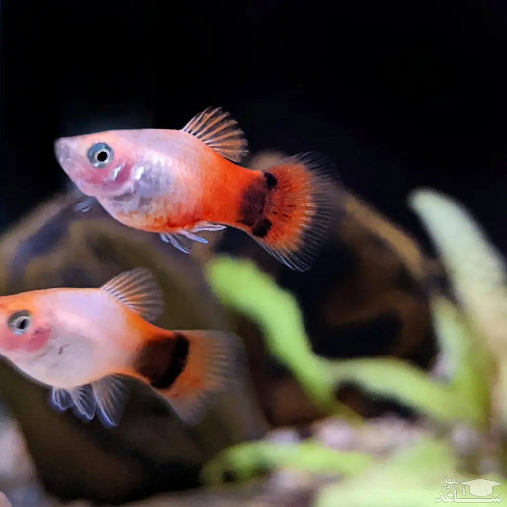 تصویر شماره 1 محصول 