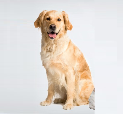 تصویر شماره 1 محصول 