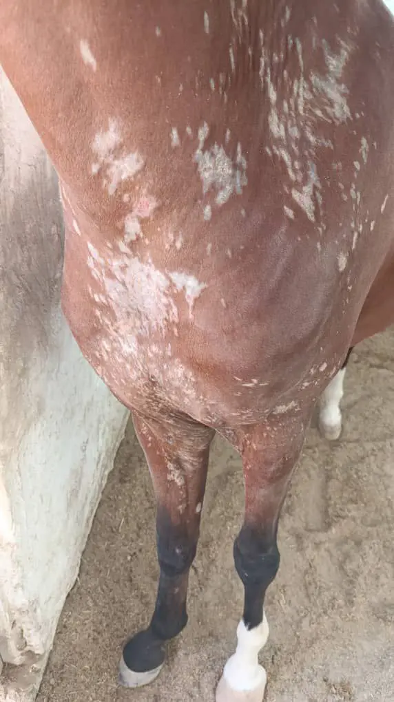 تصویر شماره 4 محصول 