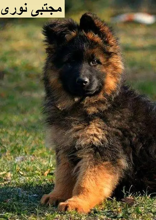 تصویر شماره 1 محصول 