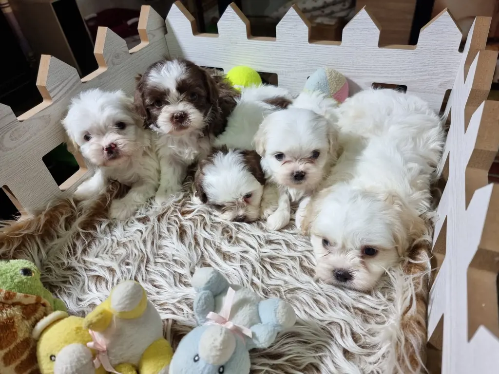 تصویر شماره 4 محصول 