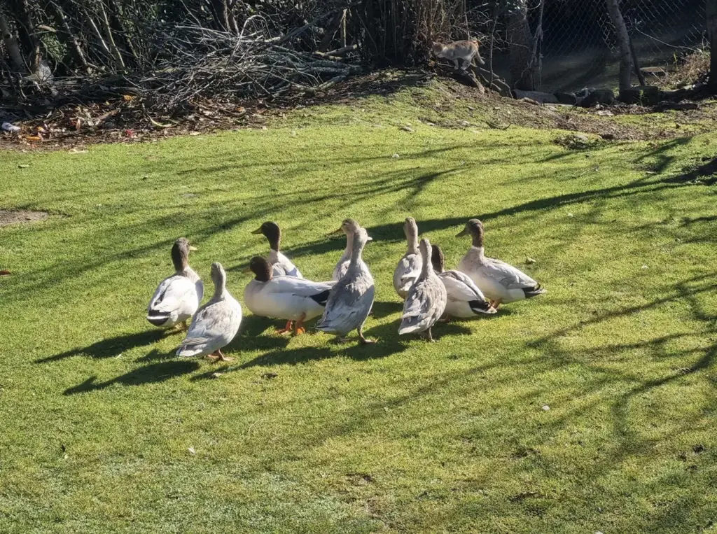 تصویر شماره 2 محصول 