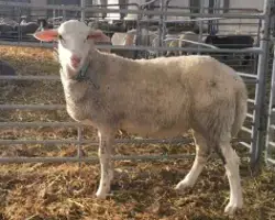 تصویر شماره 1 محصول 