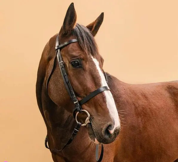 تصویر شماره 2 محصول 