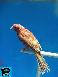 تصویر شماره 4 محصول 