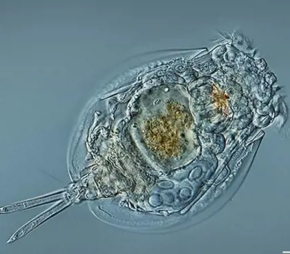 تصویر شماره 4 محصول 