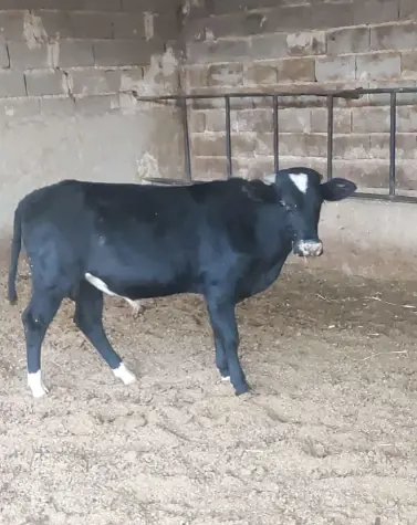 تصویر شماره 2 محصول 