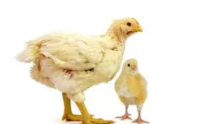 تصویر شماره 1 محصول 