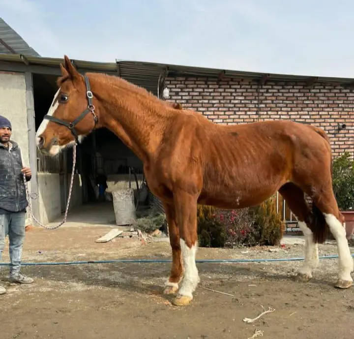 تصویر شماره 1 محصول 