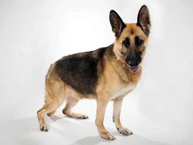 تصویر شماره 2 محصول 