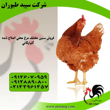 تصویر شماره 3 محصول 