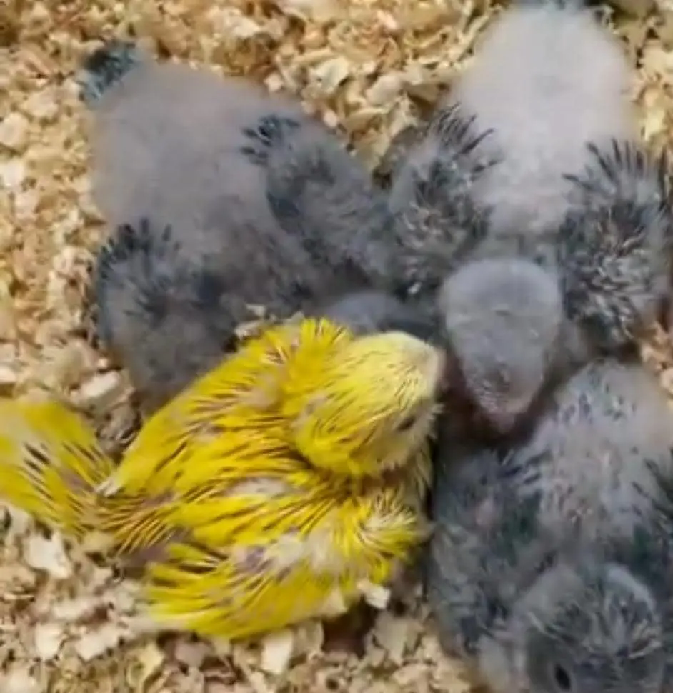 تصویر شماره 2 محصول 