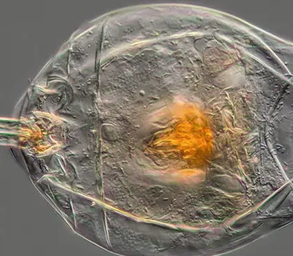 تصویر شماره 1 محصول 