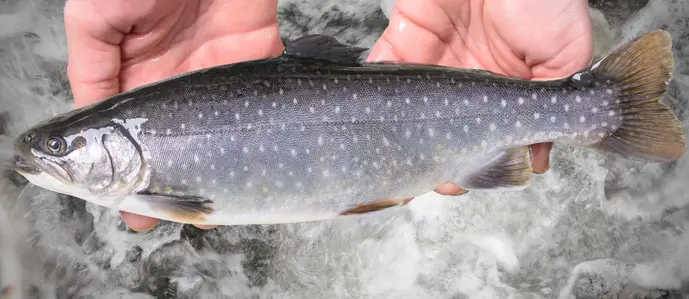 تصویر شماره 1 محصول 