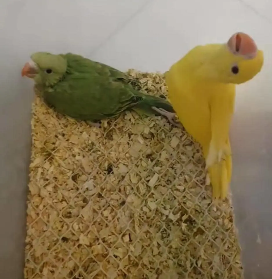 تصویر شماره 3 محصول 