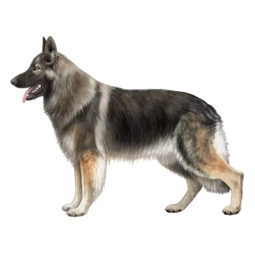 تصویر شماره 1 محصول 