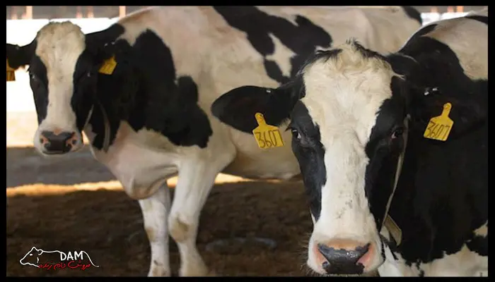 تصویر شماره 1 محصول 