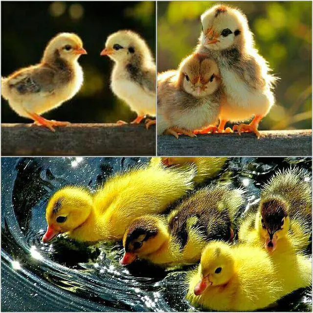 تصویر شماره 3 محصول 