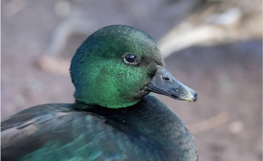 تصویر شماره 1 محصول 