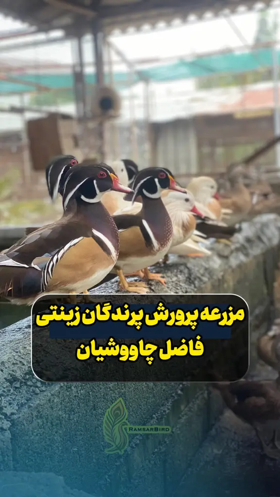 تصویر شماره 3 محصول 