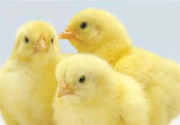 تصویر شماره 1 محصول 