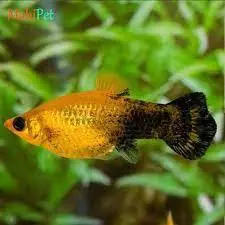 تصویر شماره 1 محصول 