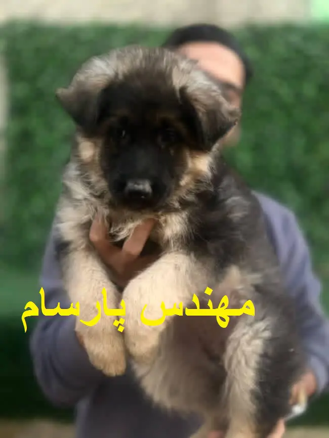 تصویر شماره 2 محصول 