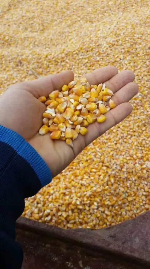 تصویر شماره 1 محصول 