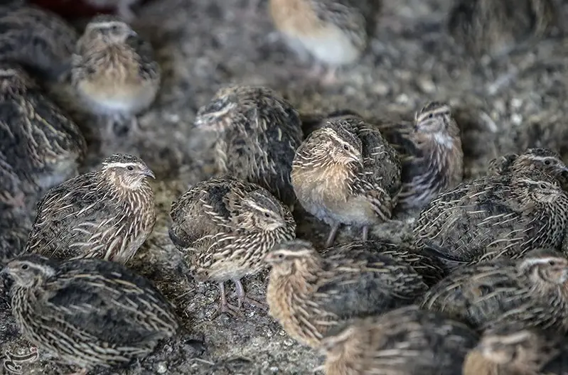 تصویر شماره 1 محصول 