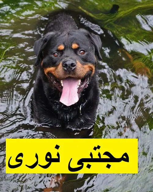 تصویر شماره 1 محصول 