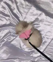 تصویر شماره 3 محصول 