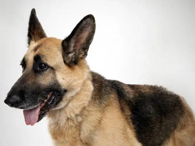 تصویر شماره 3 محصول 