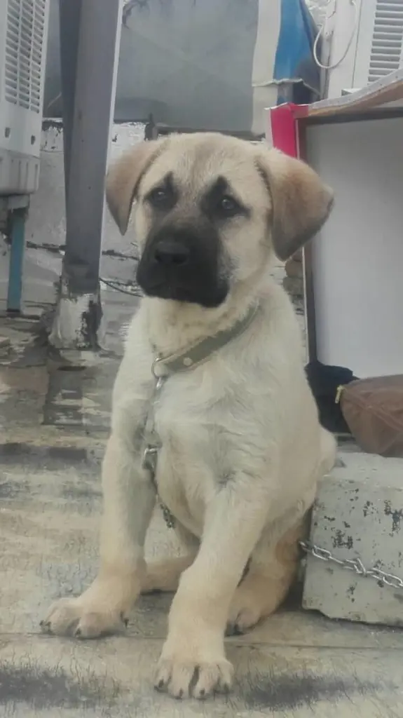 تصویر شماره 1 محصول 