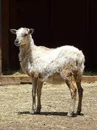 تصویر شماره 2 خدمت 