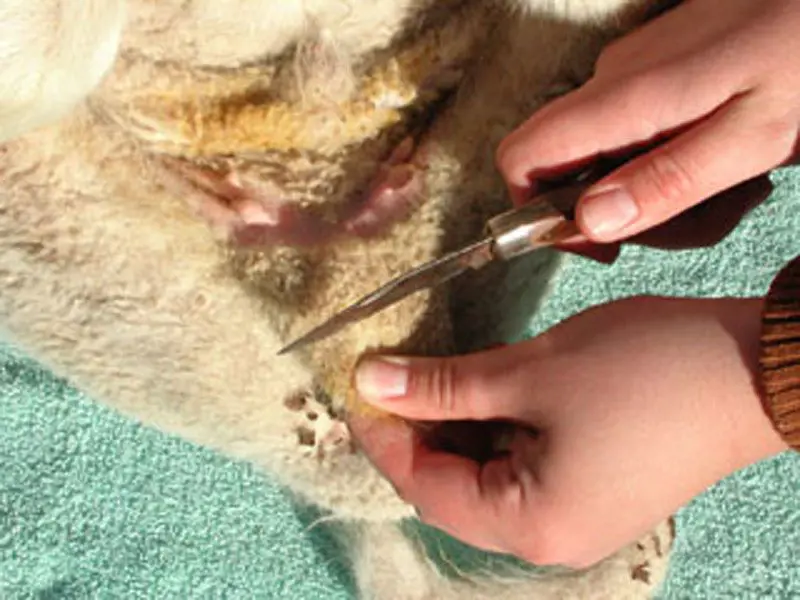 تصویر شماره 1 خدمت 