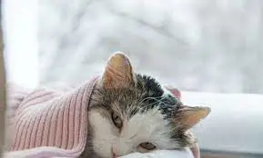 تصویر شماره 2 خدمت 