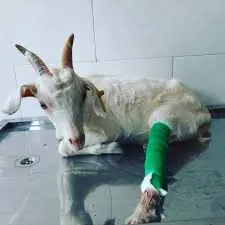 تصویر شماره 1 خدمت 