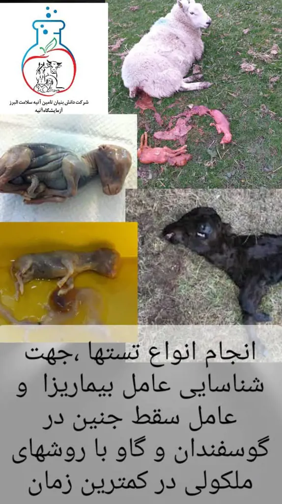 تصویر شماره 3 خدمت 