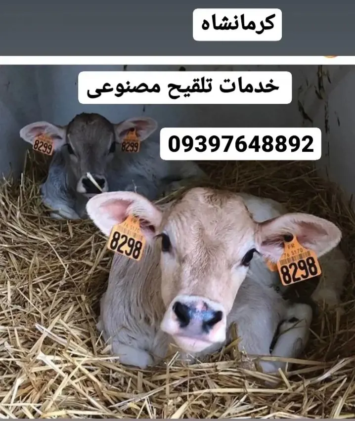 تصویر شماره 2 خدمت 