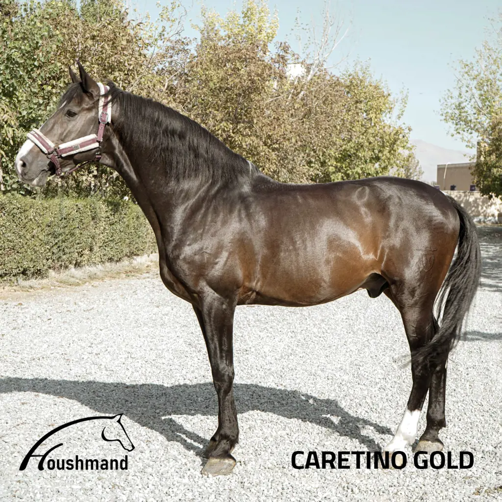 تصویر شماره 1 خدمت 