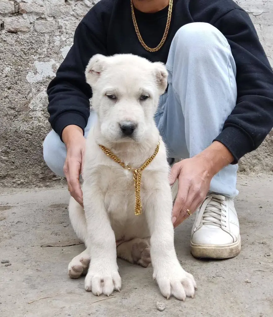 تصویر شماره 5 خدمت 