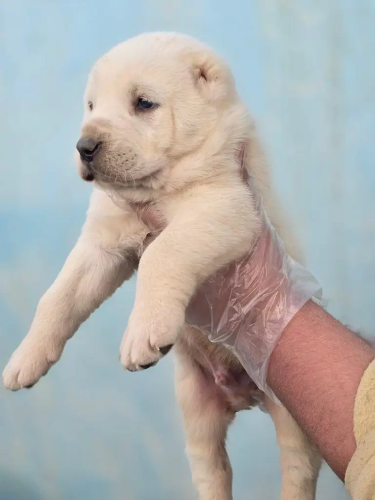 تصویر شماره 4 خدمت 