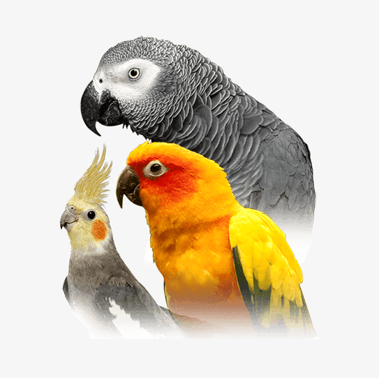 تصویر شماره 1 خدمت 