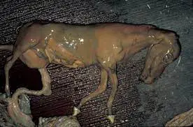 تصویر شماره 2 خدمت 